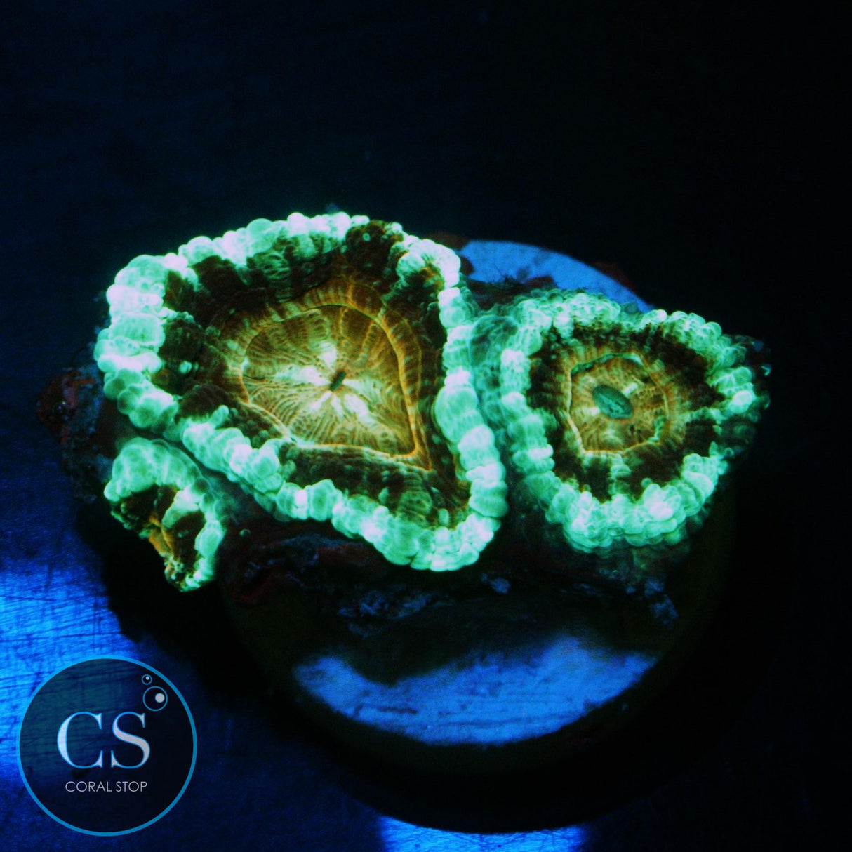 SPLATTERED MIME ASIAN ACAN