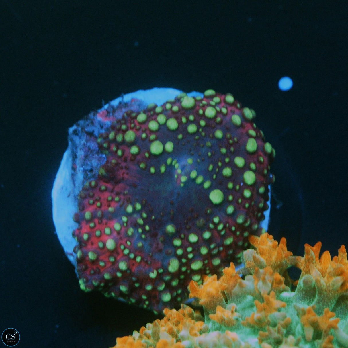 LAVA LAMP DISCO MUSHROOM