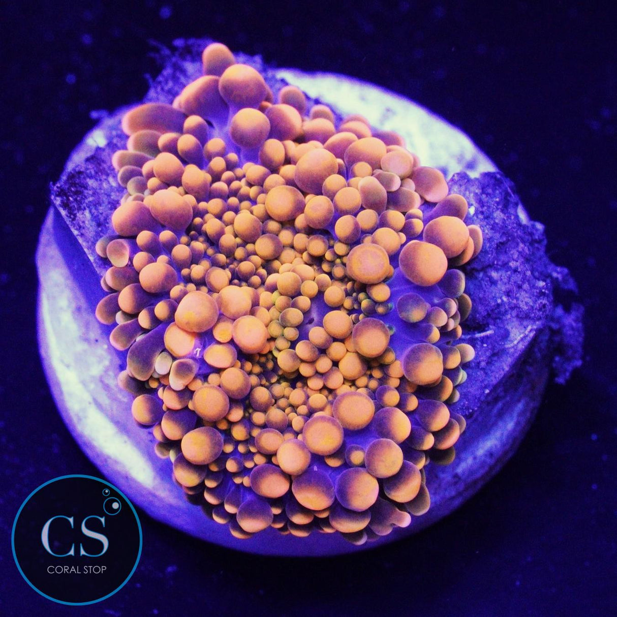 King Kong Yuma Mushroom