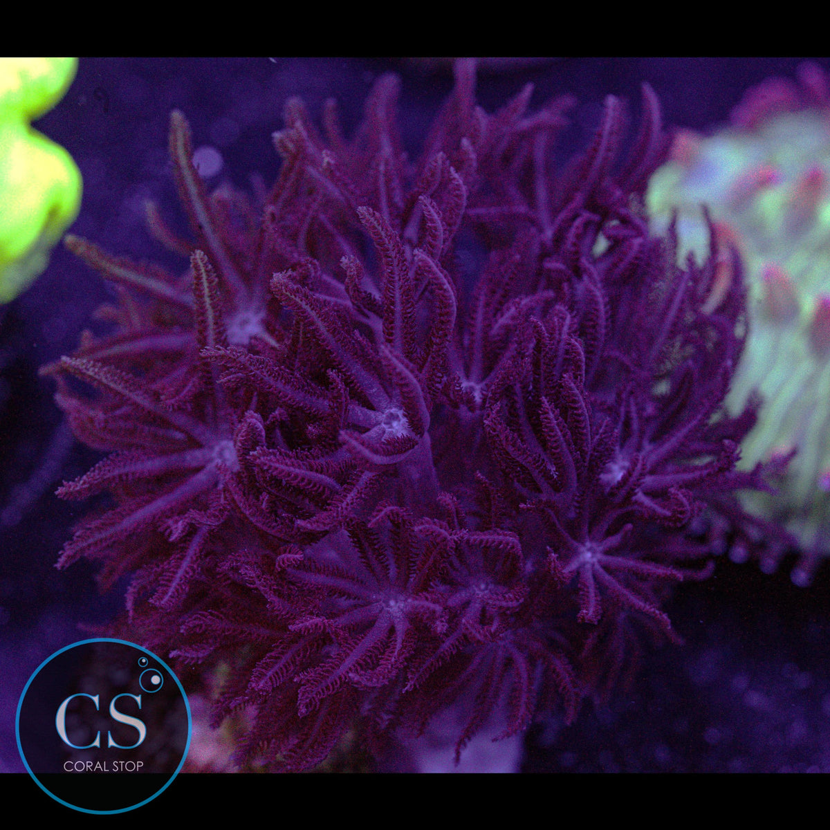 Rare Ruby Red Pulsing Xenia