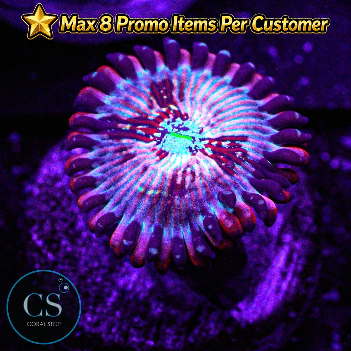CB White Zombies Zoa