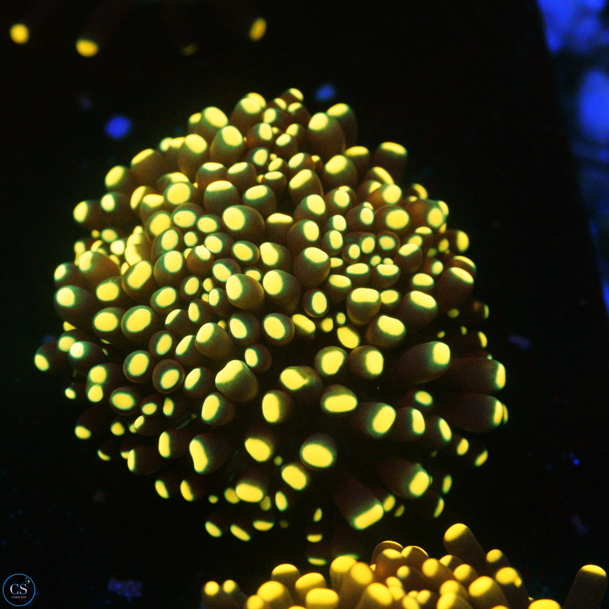 YELLOW TIP BLACK CRISTATA TORCH