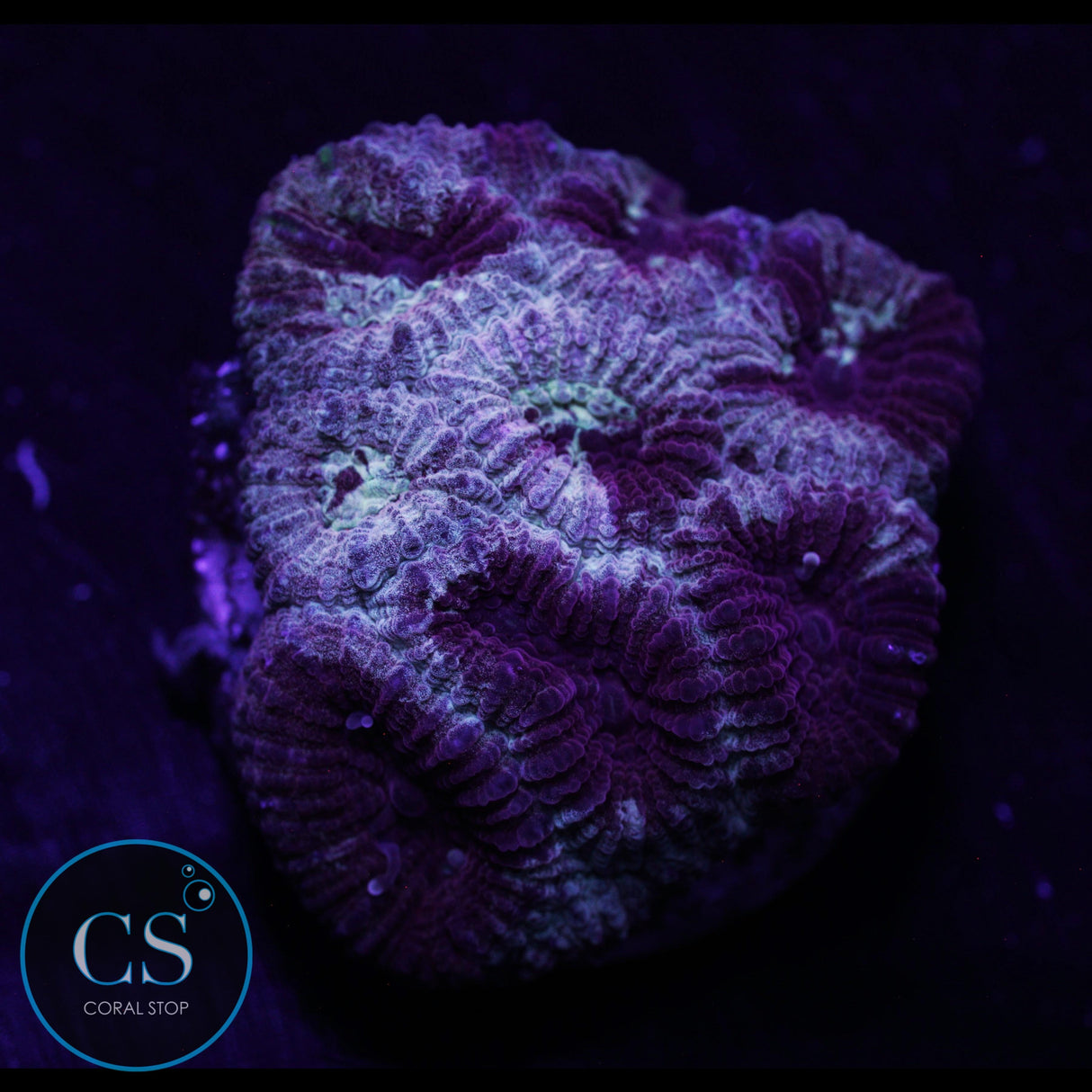 CRIME SCENE ACANTHASTREA