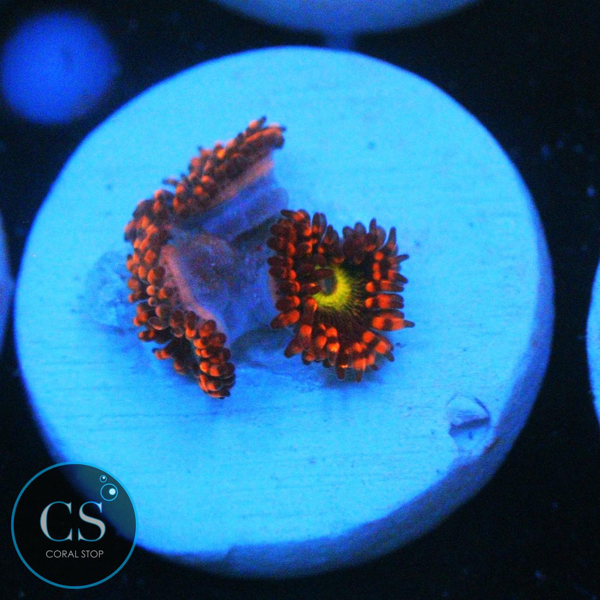 CARROT TOP ZOA