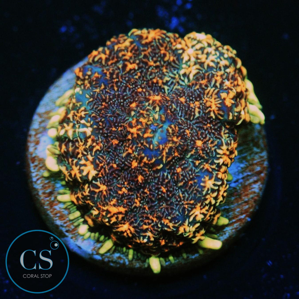 CS NEW RELEASE MIDNIGHT EMBERS MUSHROOM