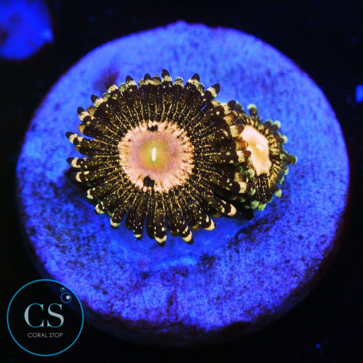 QUEEN KRAKATOA ZOA