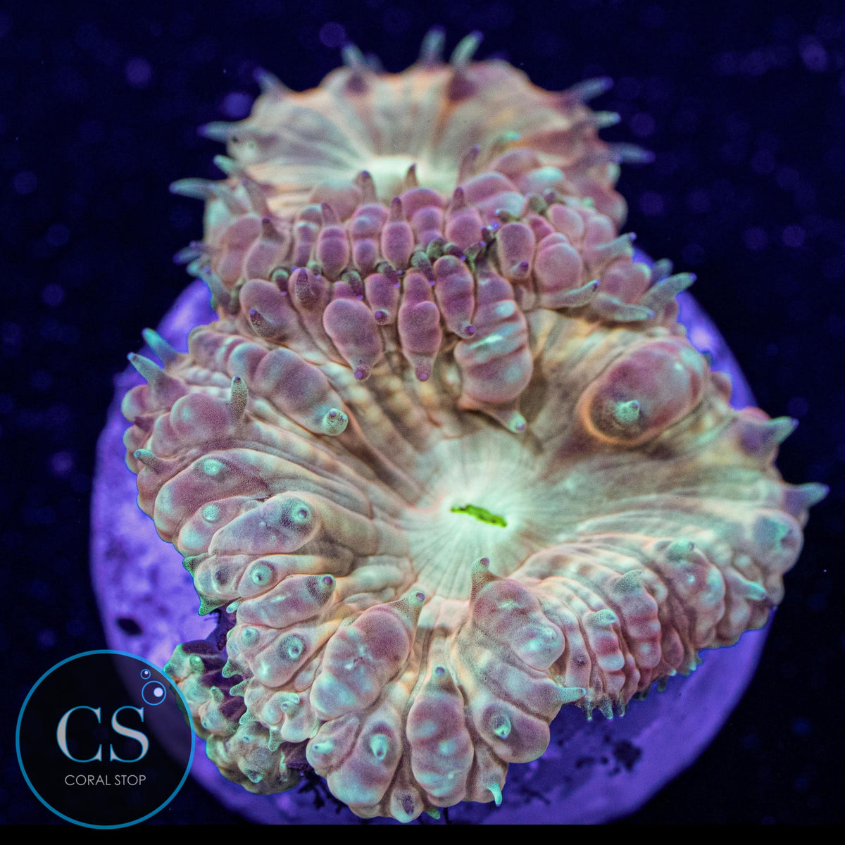 CS New Release Solar Beam Blastomussa