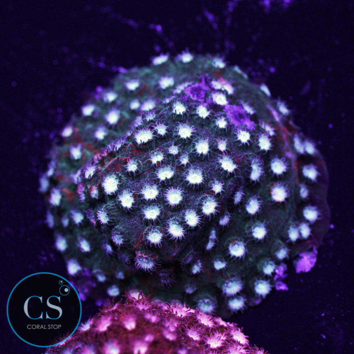 JF Fender Bender Cyphastrea