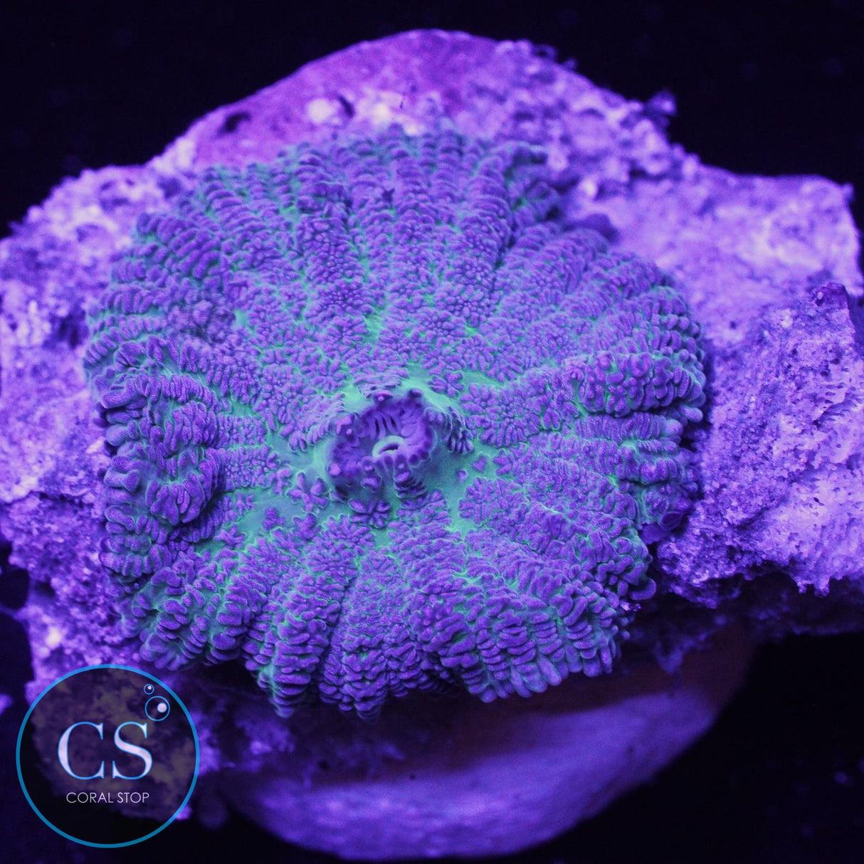 Rare Blue Rhodactis Mushroom