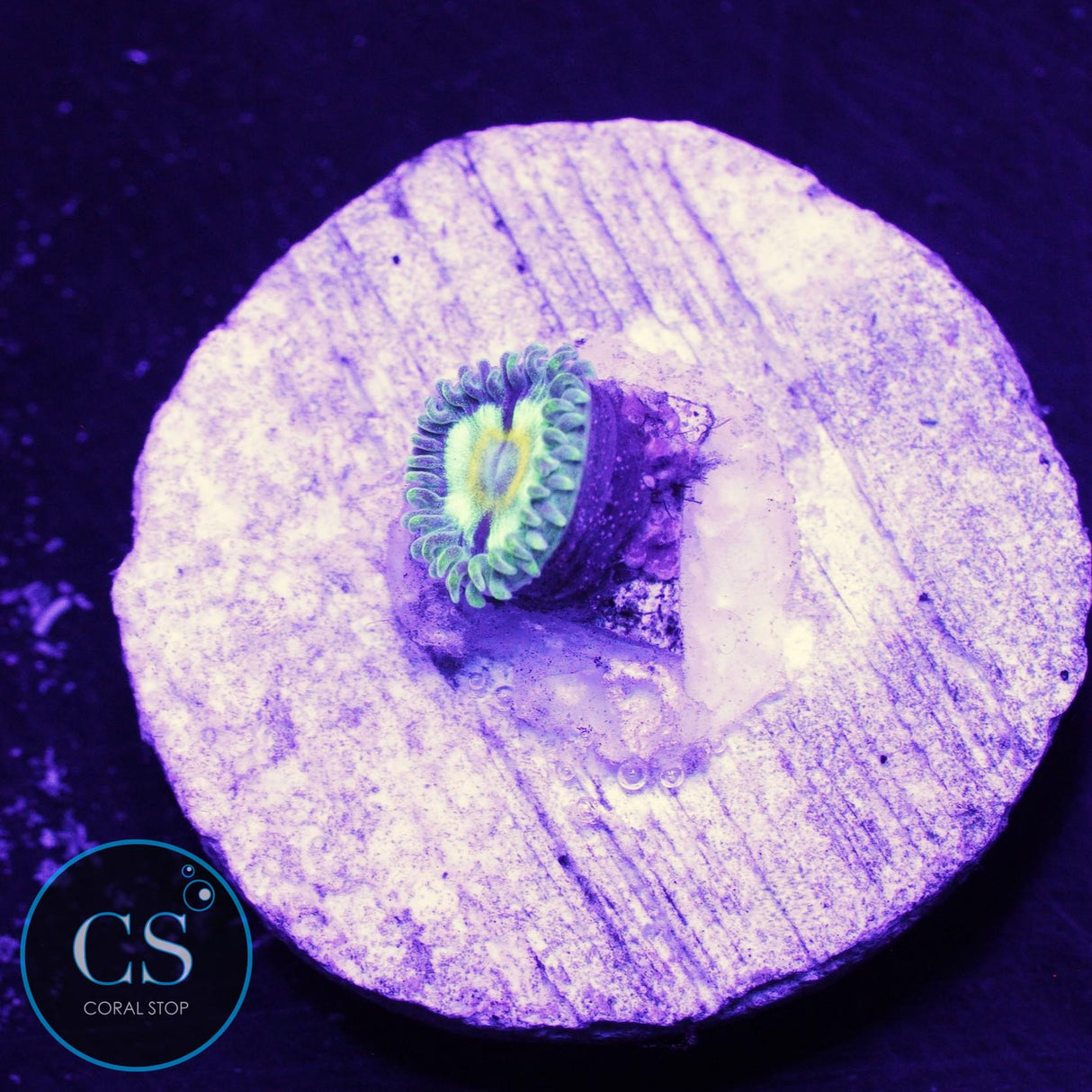 Spectral Hornet Zoa