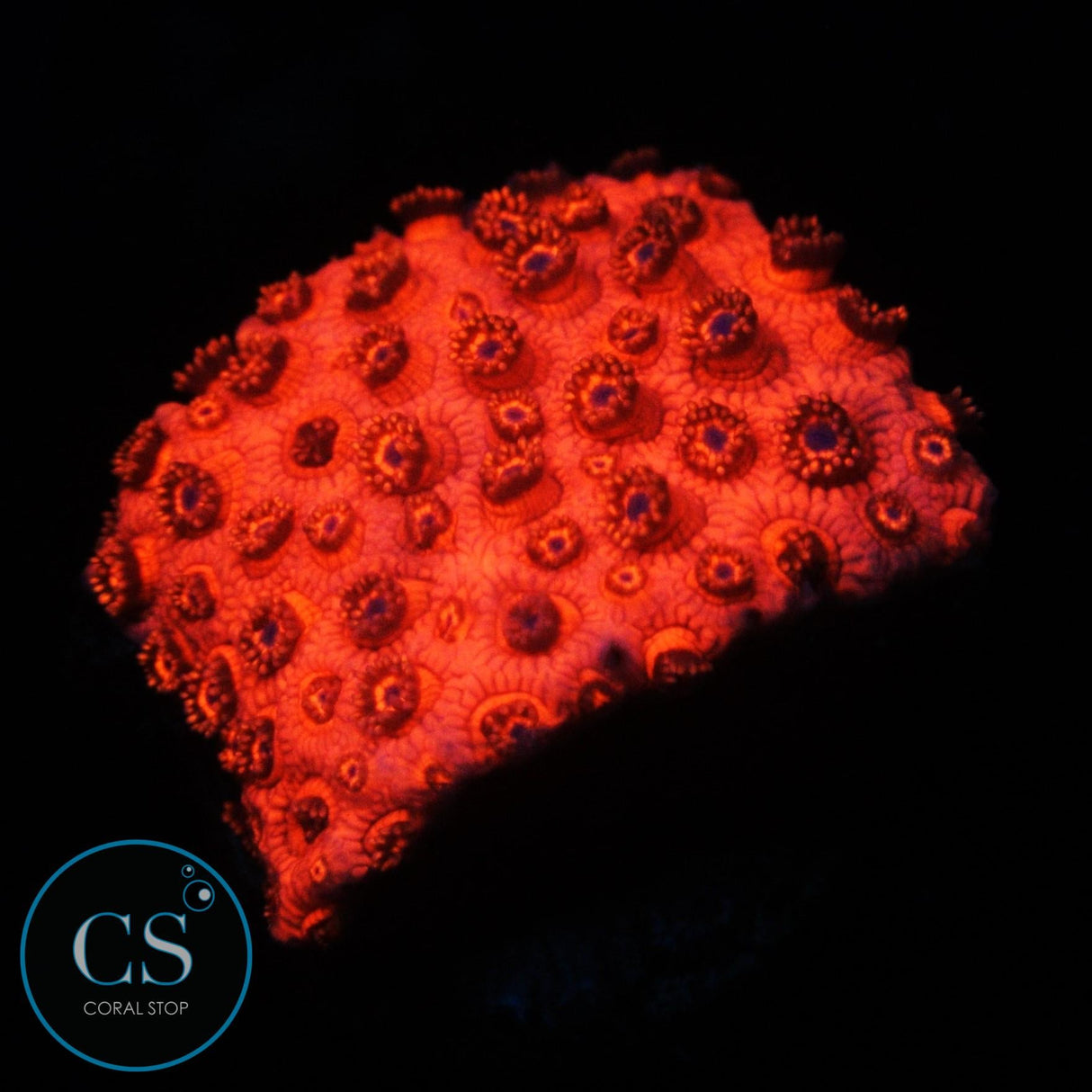 RED HORNET GONI
