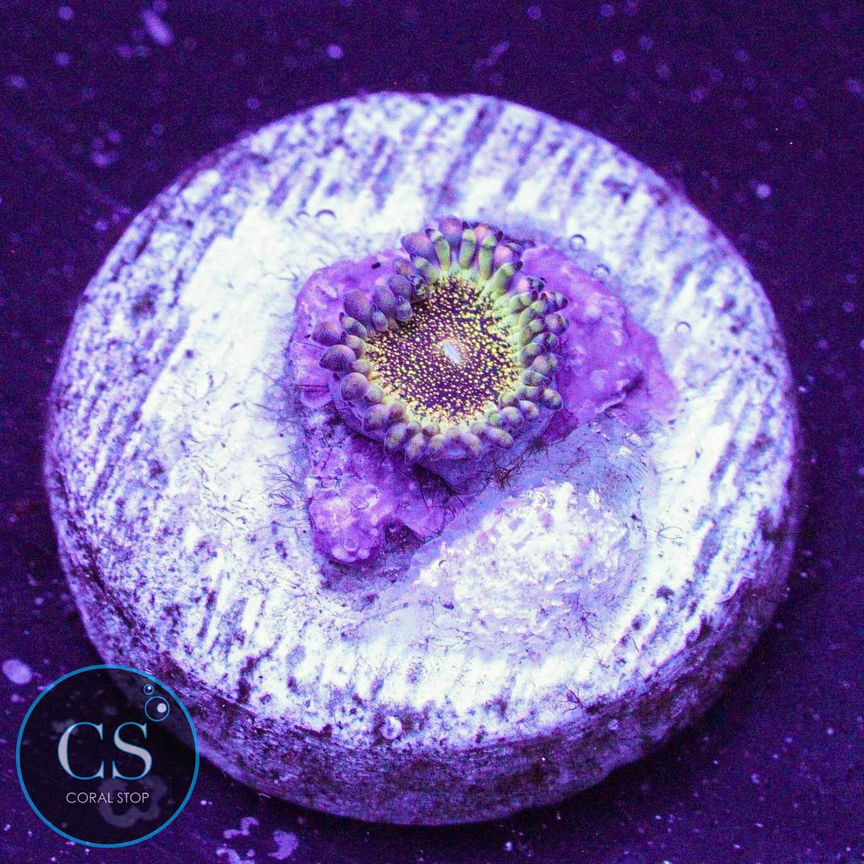 HR Deathstar Zoa