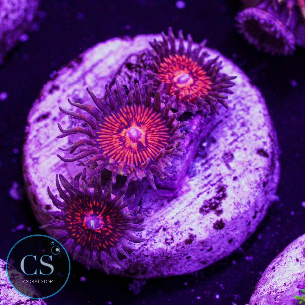 Nightcrawler Zoa