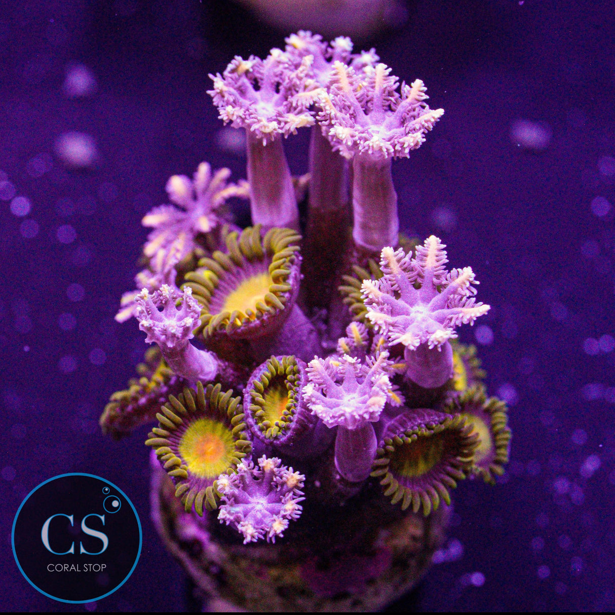 Combo Zoa