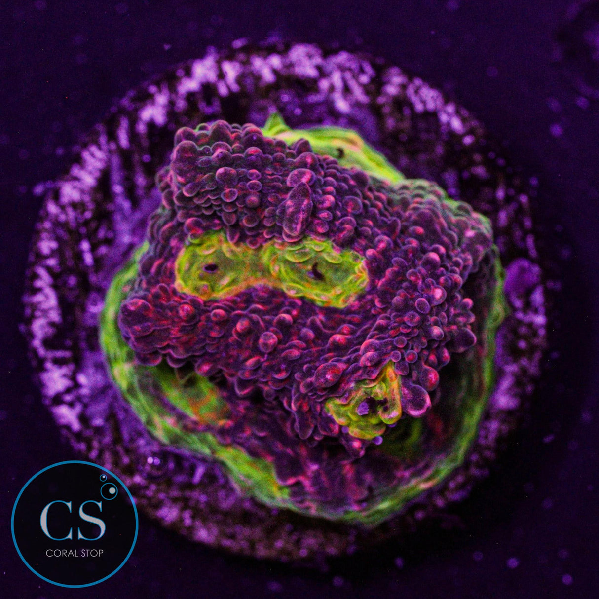 Watermelon Chalice