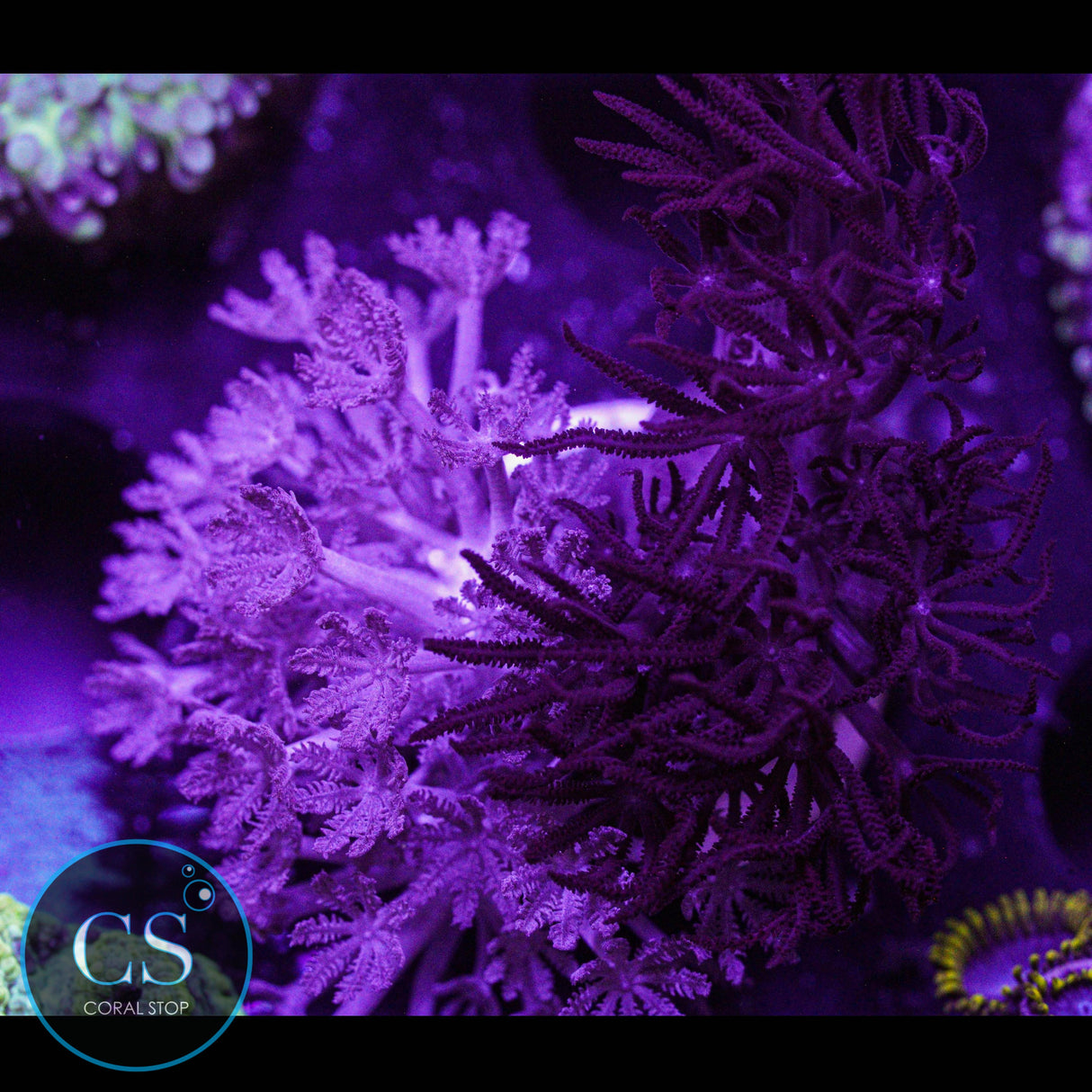 Combo Red and Purple Pulsing Xenia