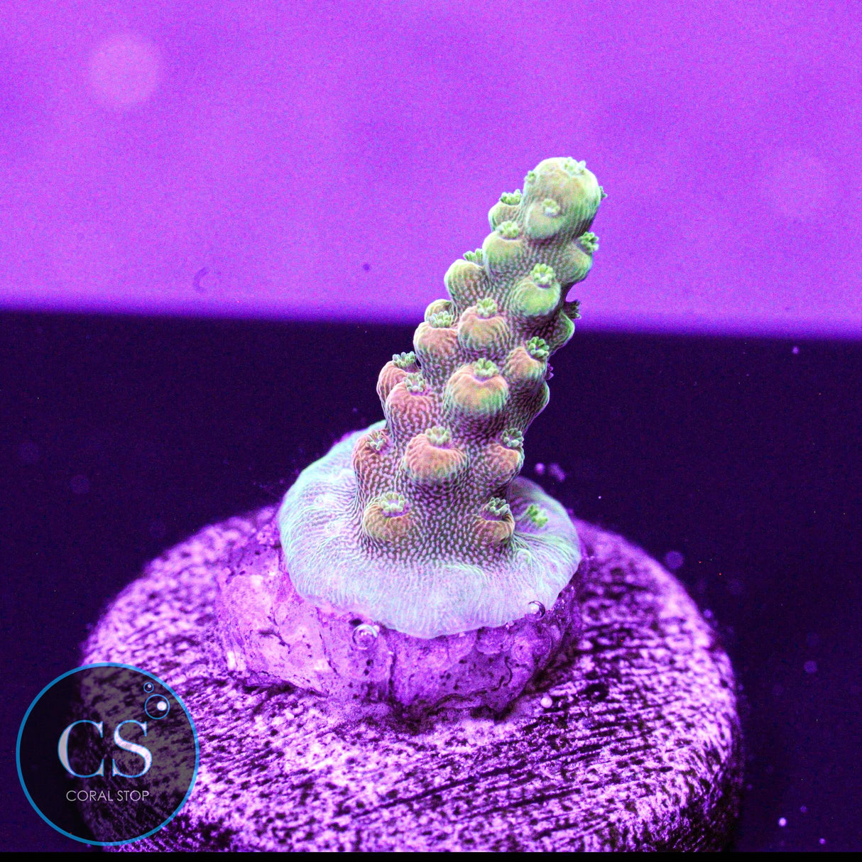 CB Flaming Unicorn Acro