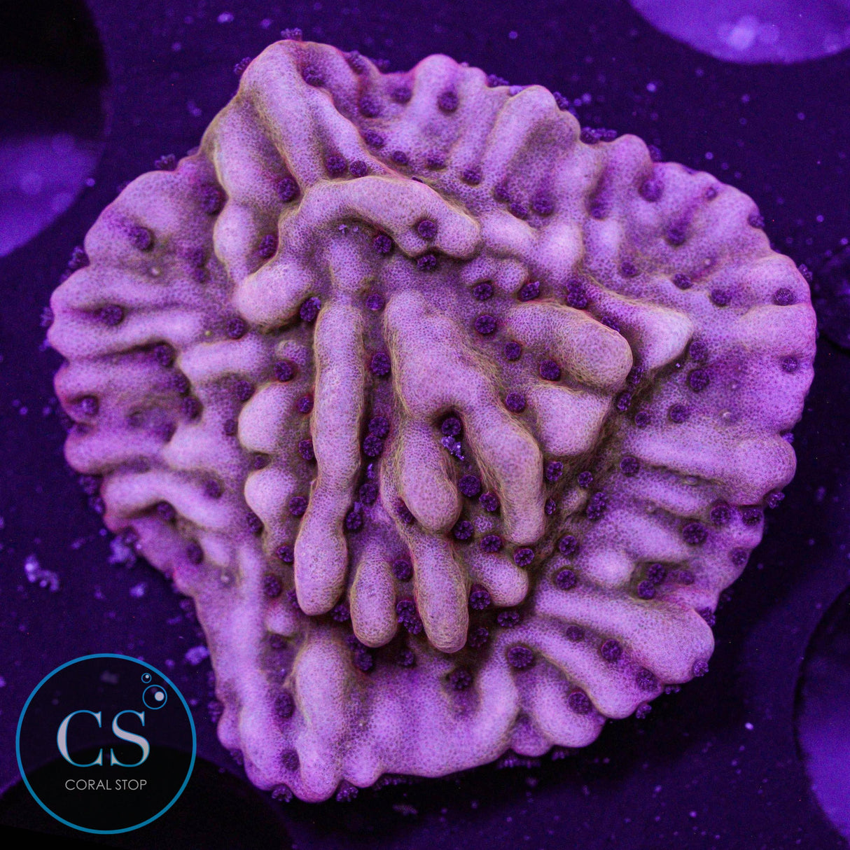 Flaming Phoenix Montipora
