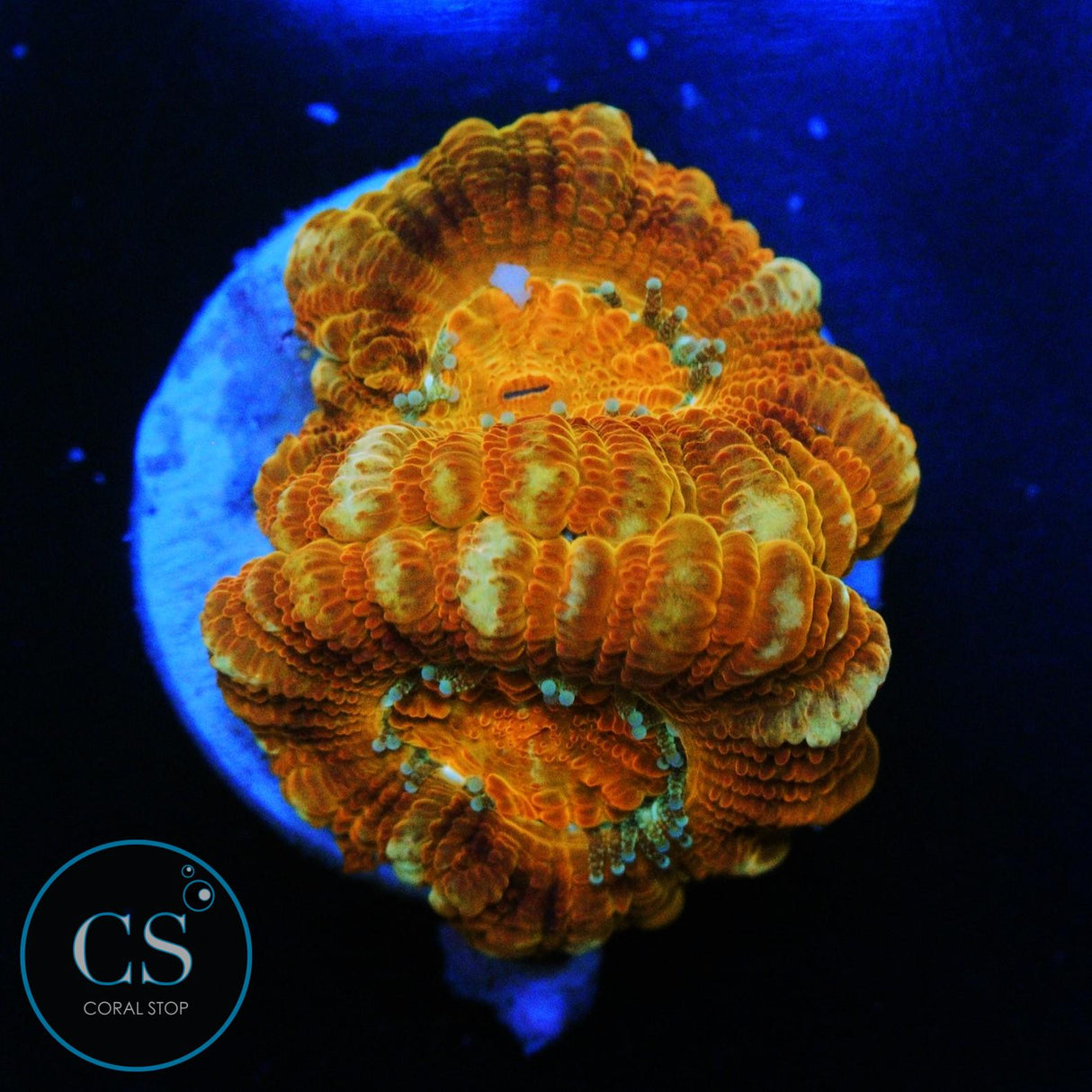 MAGMA CHAMBER ASIAN ACAN