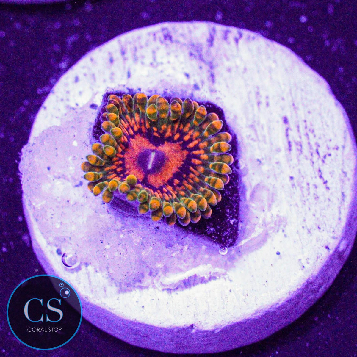 Grand Master Krak GMK Zoa