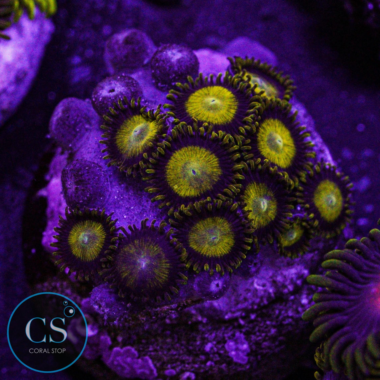 King Midas Zoa