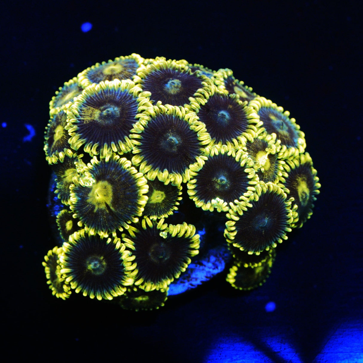 CS ELECTRIC SAPPHIRE ZOA