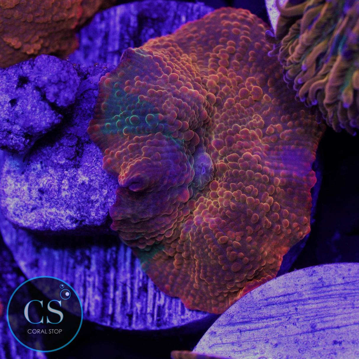 CANDY CRUSH JAWBREAKER MUSHROOM