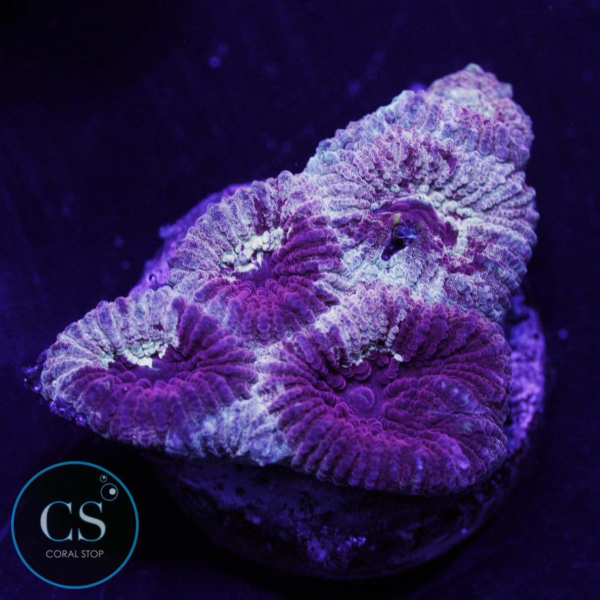 CRIME SCENE ACANTHASTREA