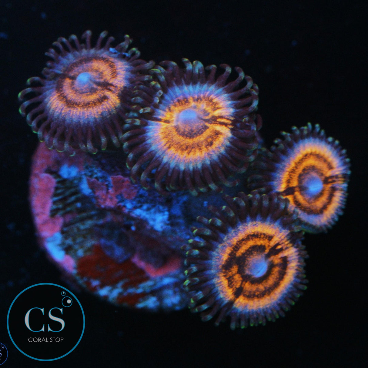 CS BOMB POP ZOA