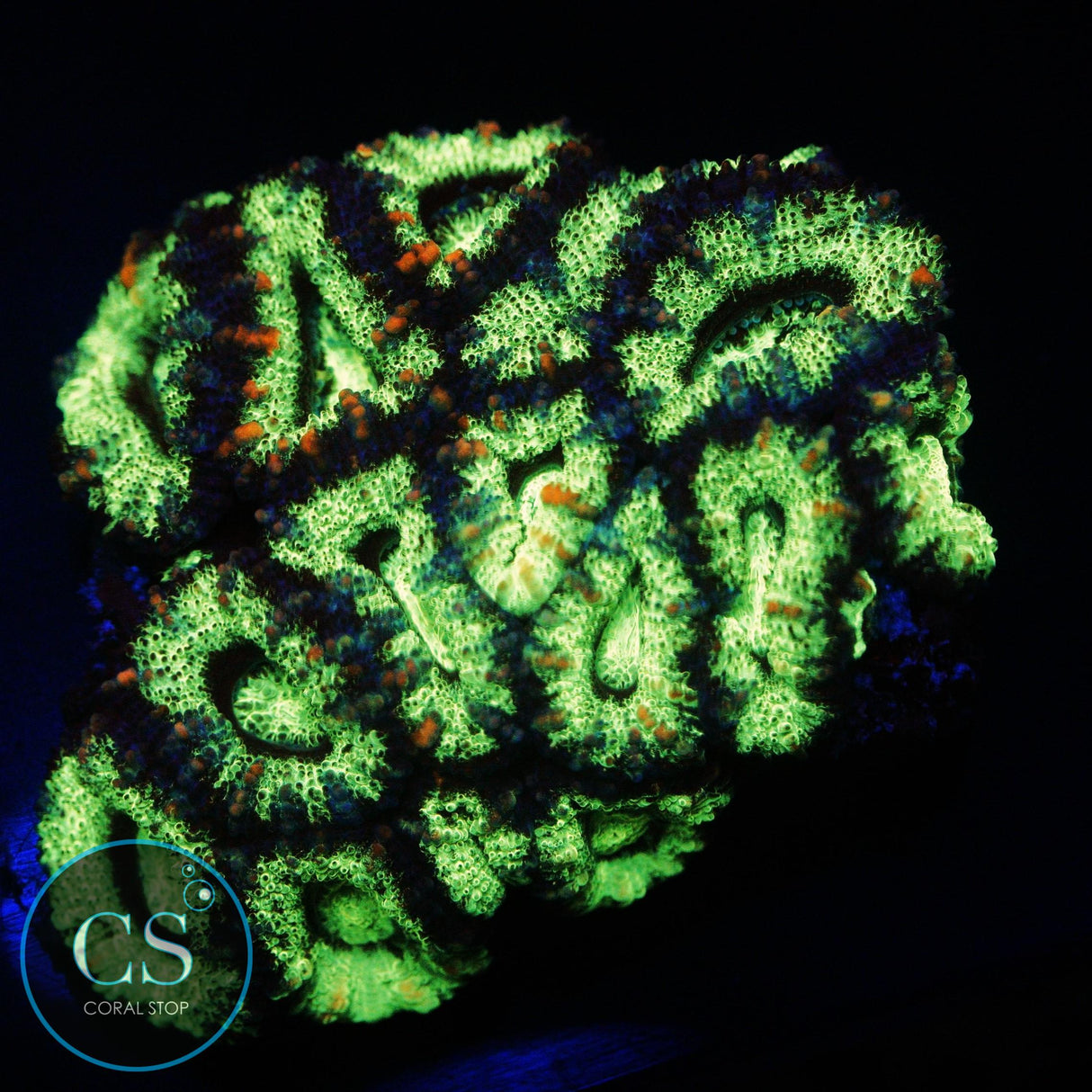 ULTRA BRIGHT RADIOACTIVE ACAN COLONY