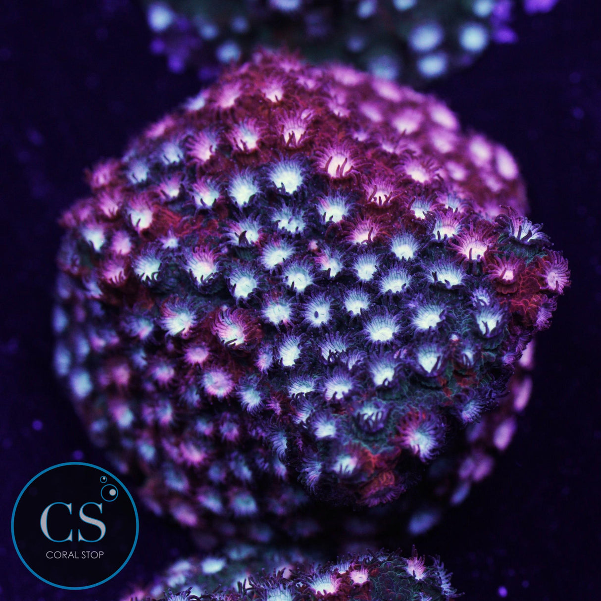 JF Fender Bender Cyphastrea