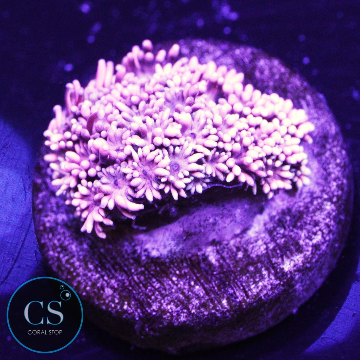 CS Bubblicious Goniopora