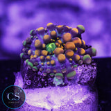 Doughboy Bounce Mushroom