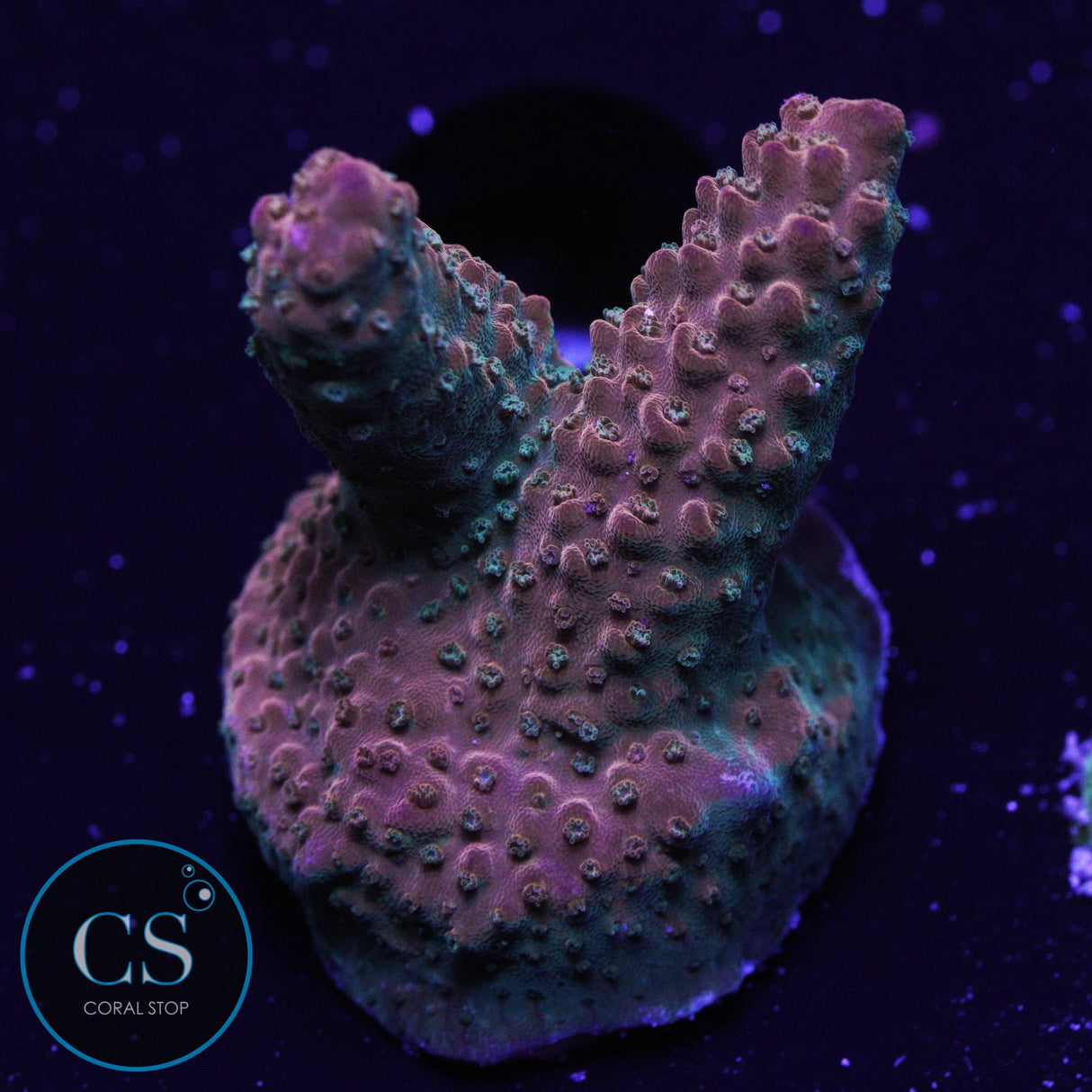 CB Purple Tip Acropora