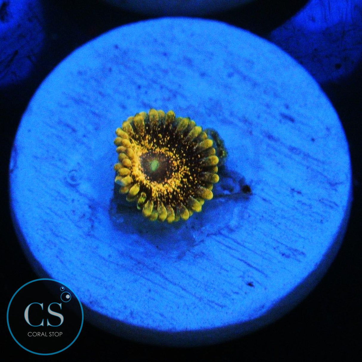 SOLAR CIRCUS ZOA