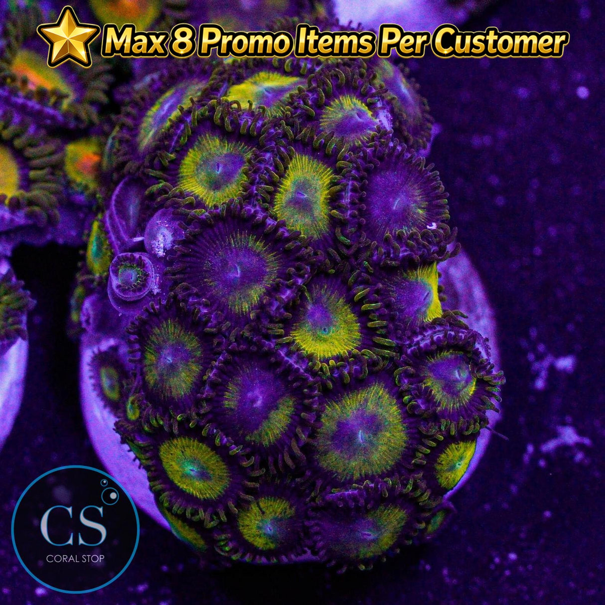 King Midas Zoa