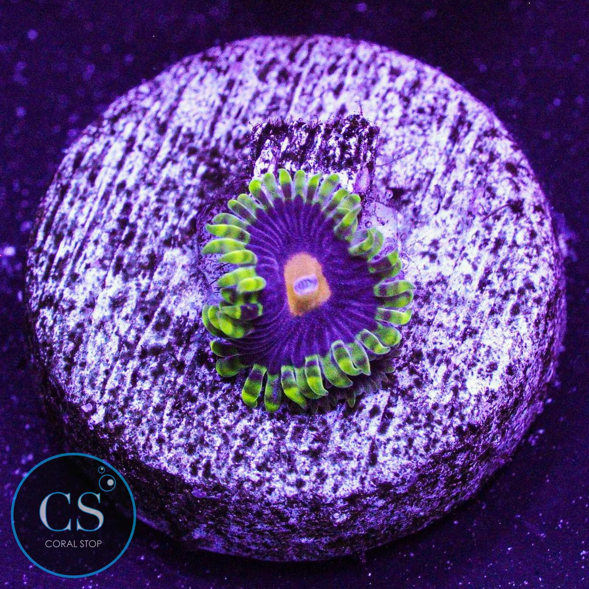 Widow Maker Zoa
