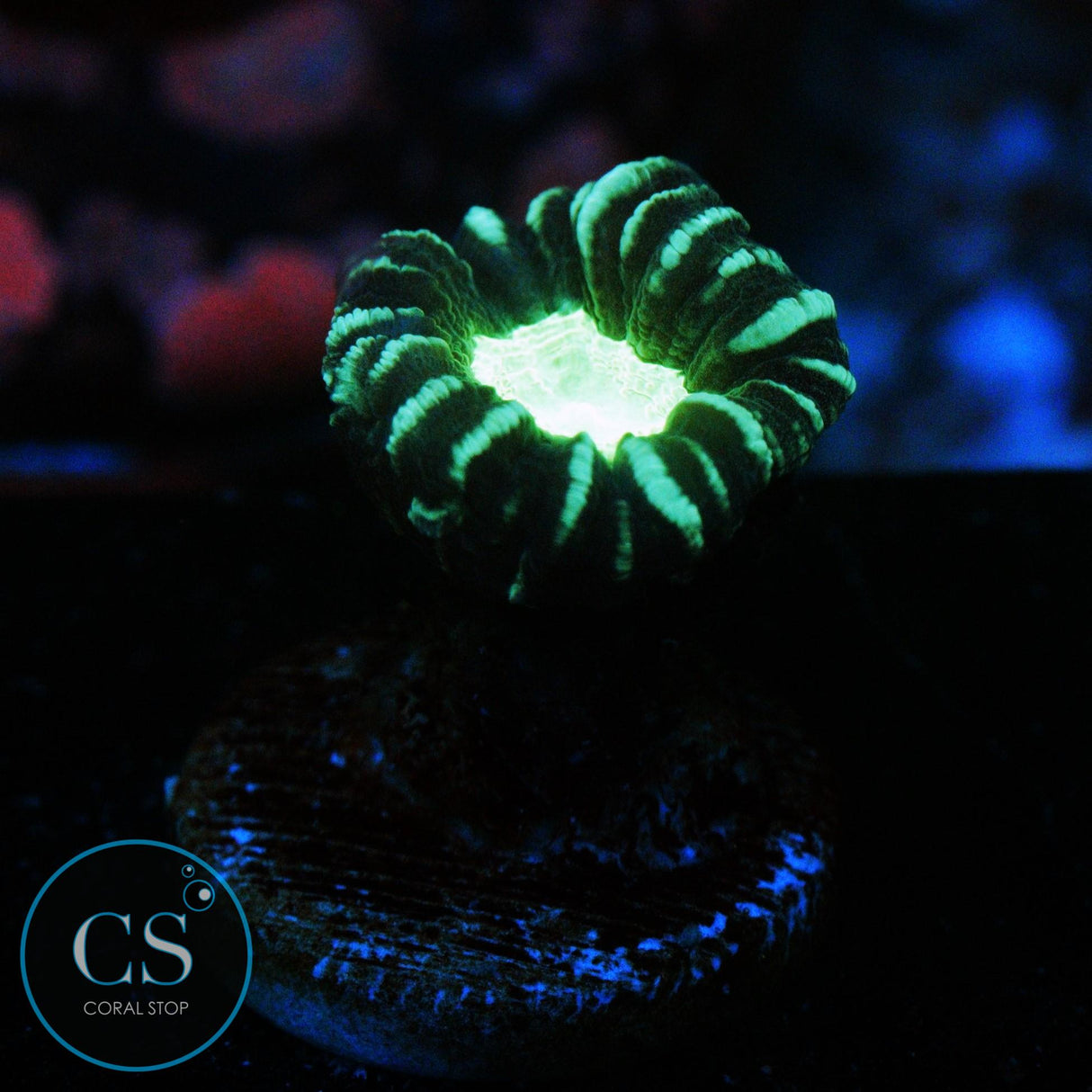 ALIEN EYE CANDY CANE