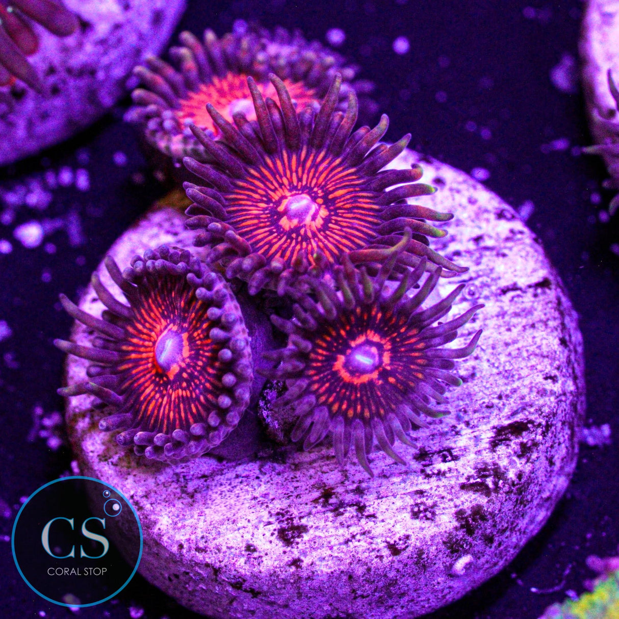 Nightcrawler Zoa