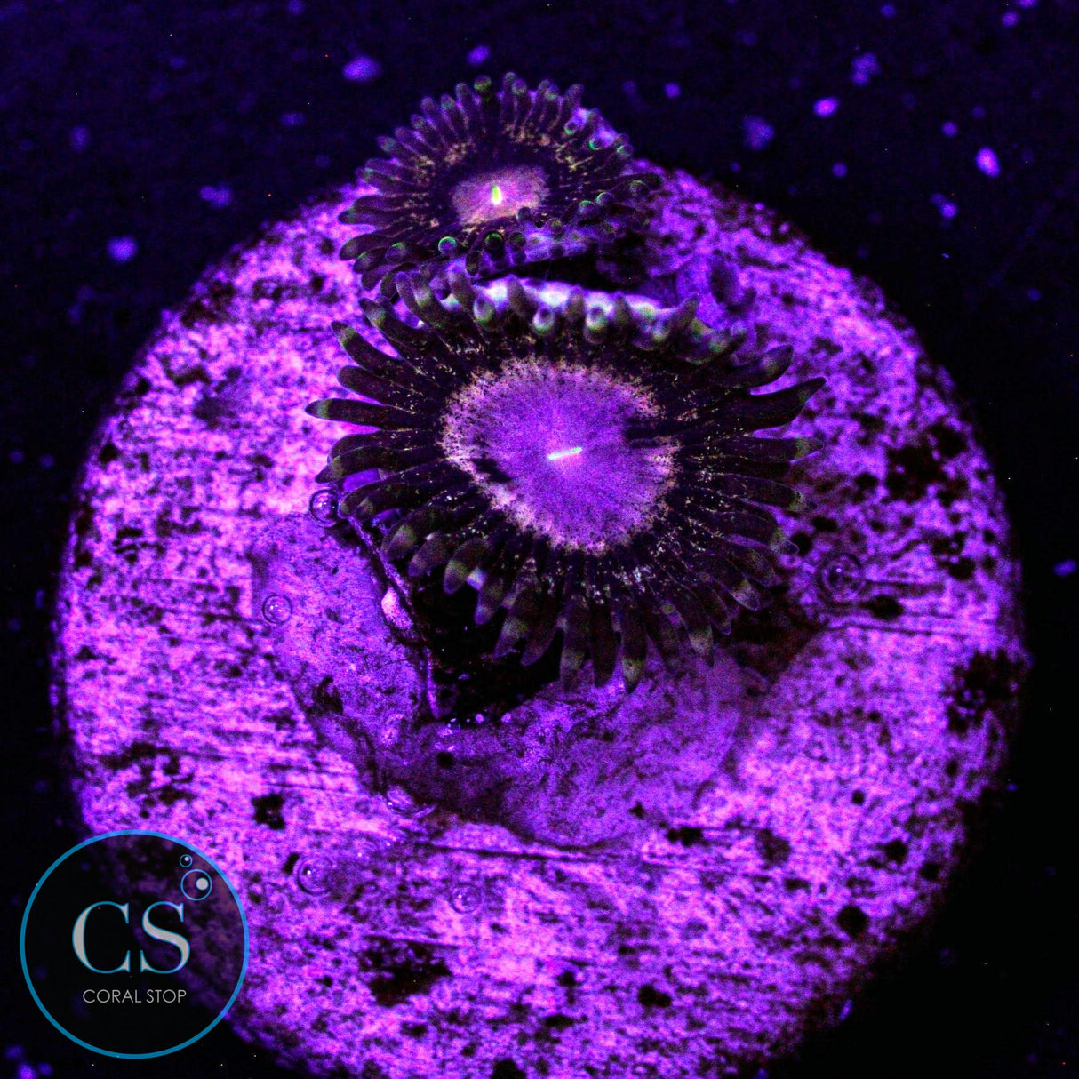 Queen Krakatoa Zoa