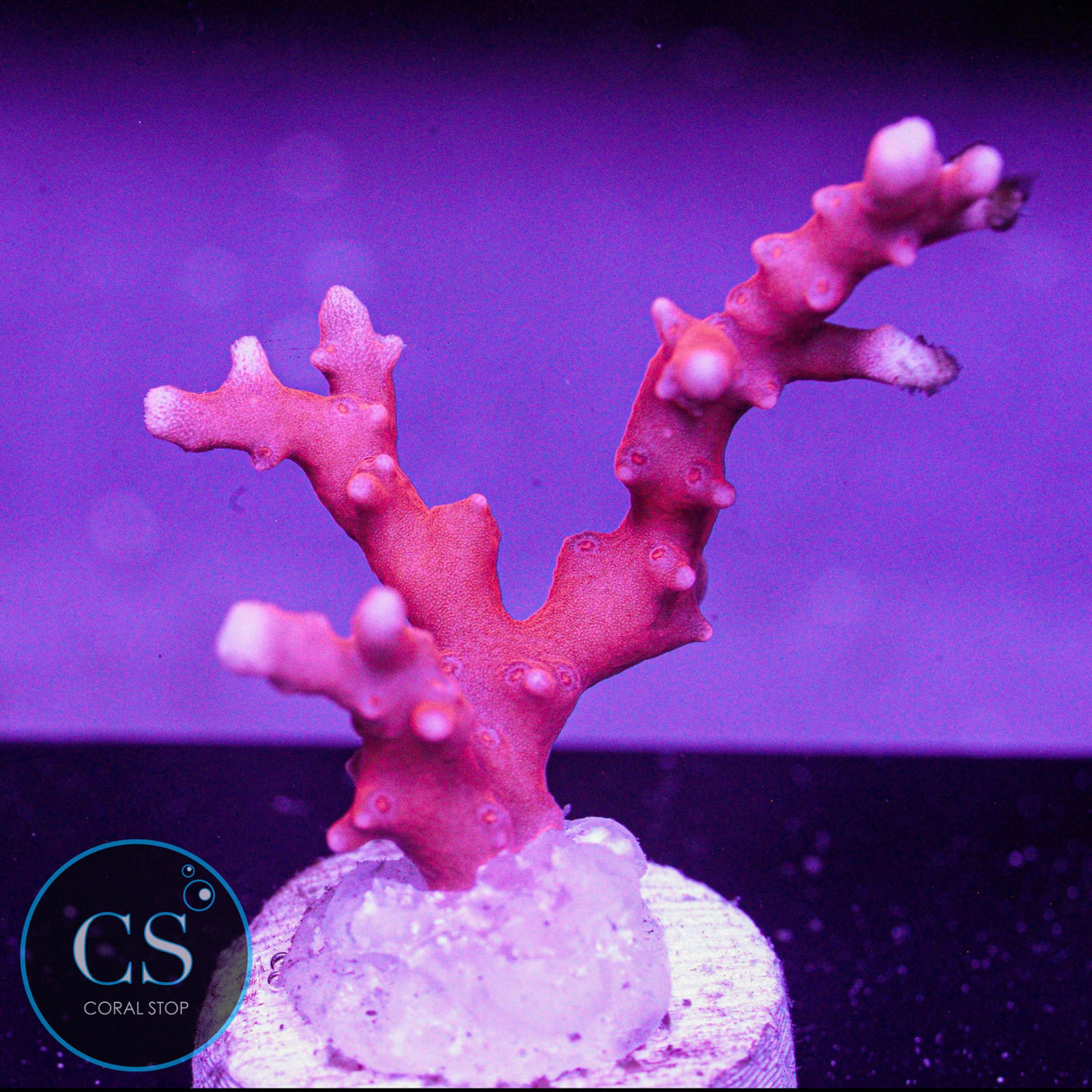 JF TNT Anacropora