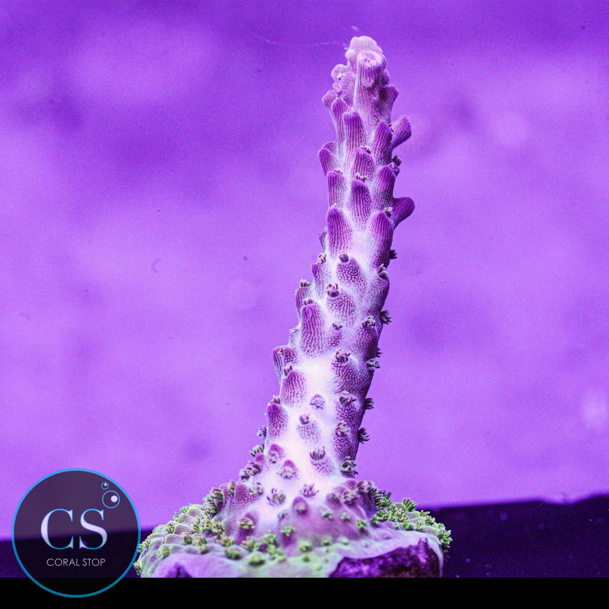 CS Raspberry Shortcake Acro