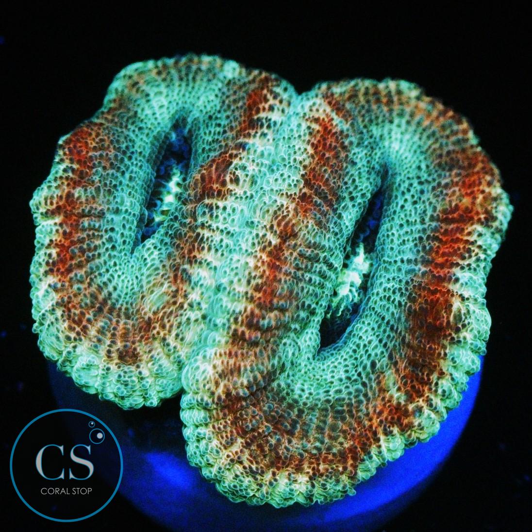 TEENAGE MUTANT NINJA TURTLES  ASIAN ACAN