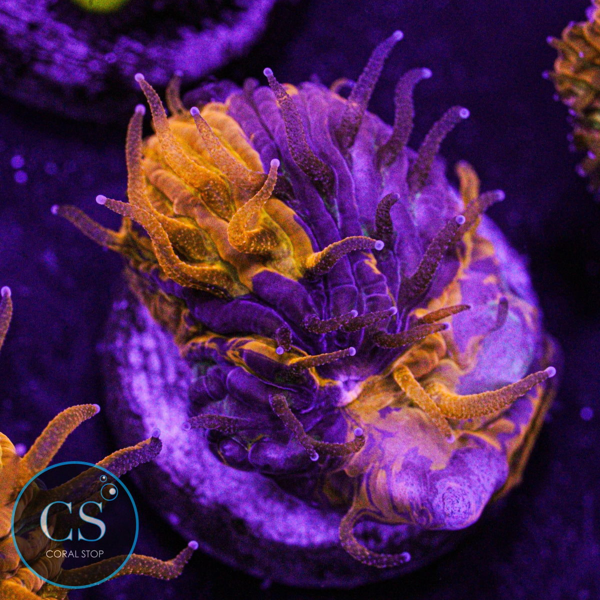 CS Purple Monster Plate