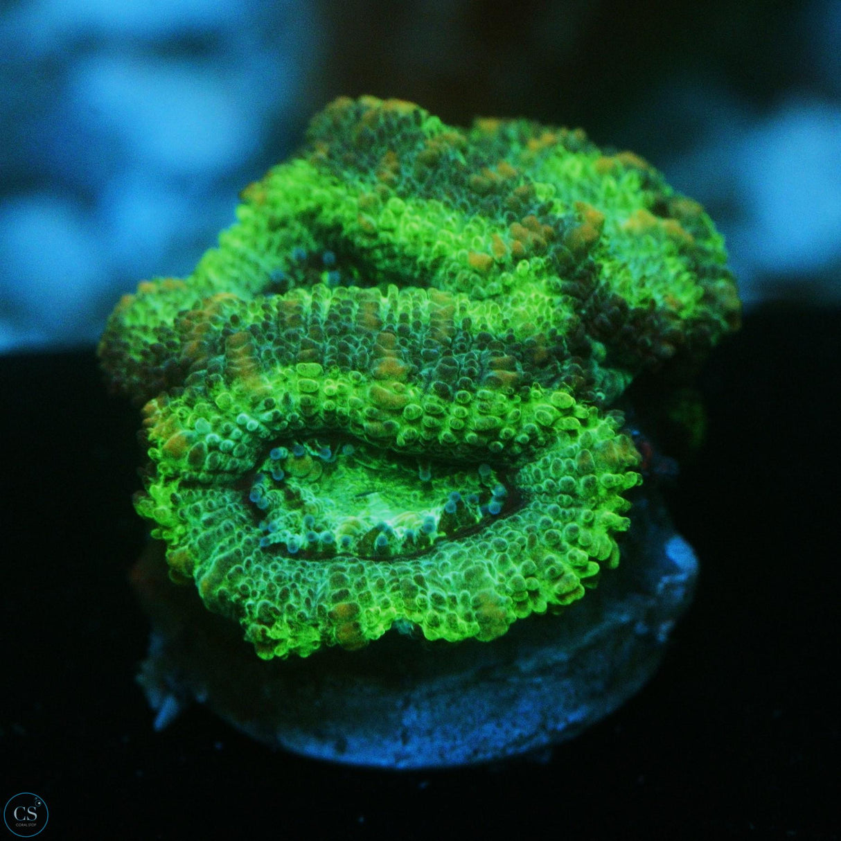 GREEN HULK ACAN