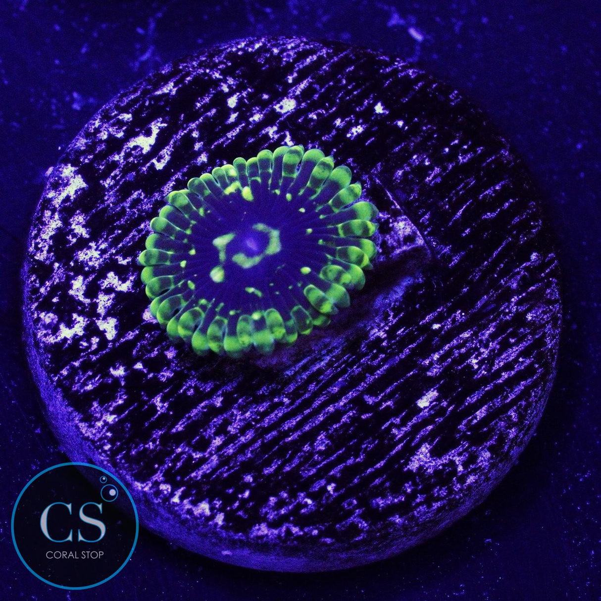 Exosphere Zoa