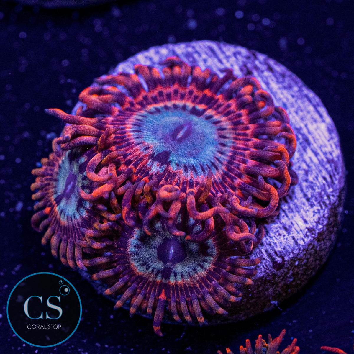 Utter Peace Zoa