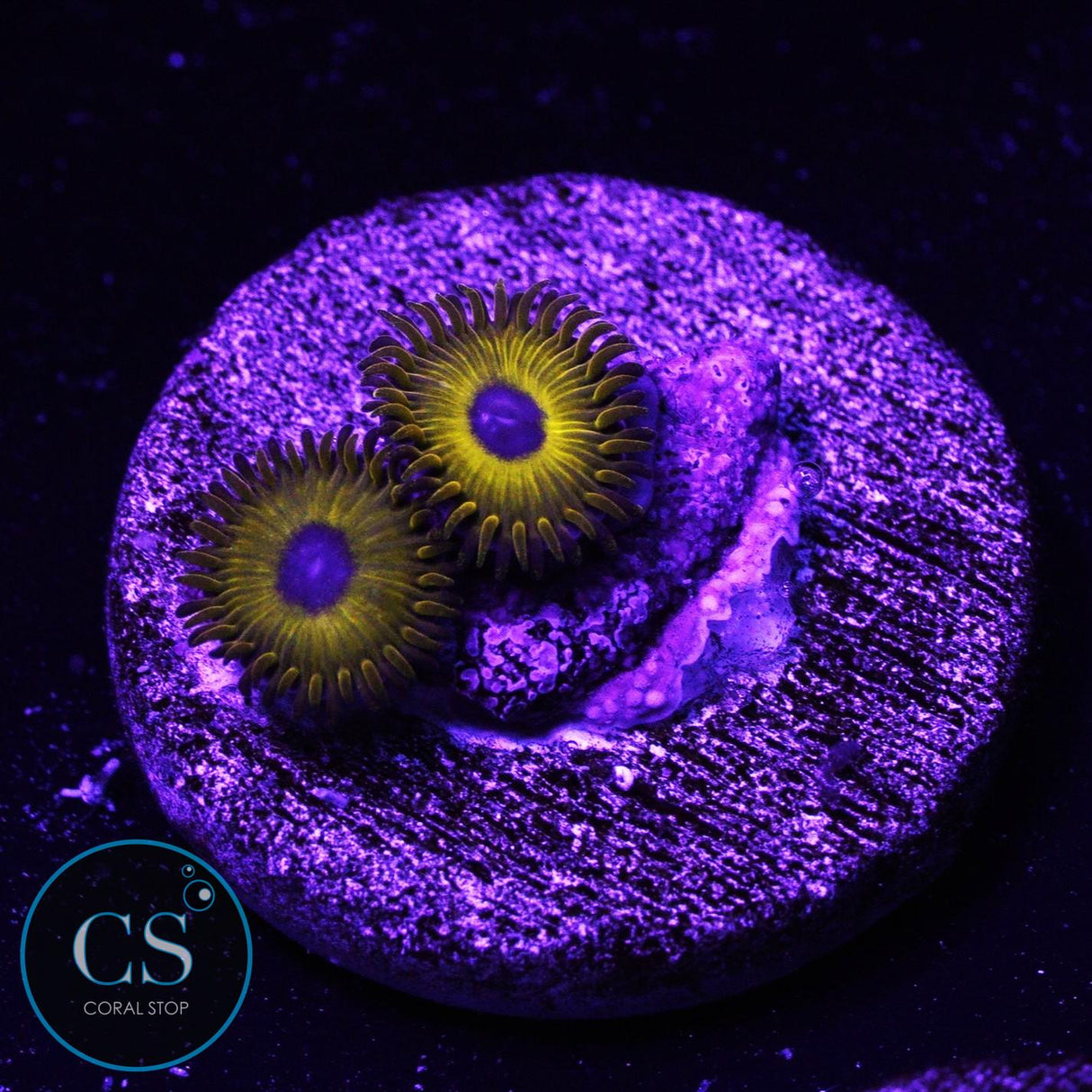 Rare Black Pikachu Zoa