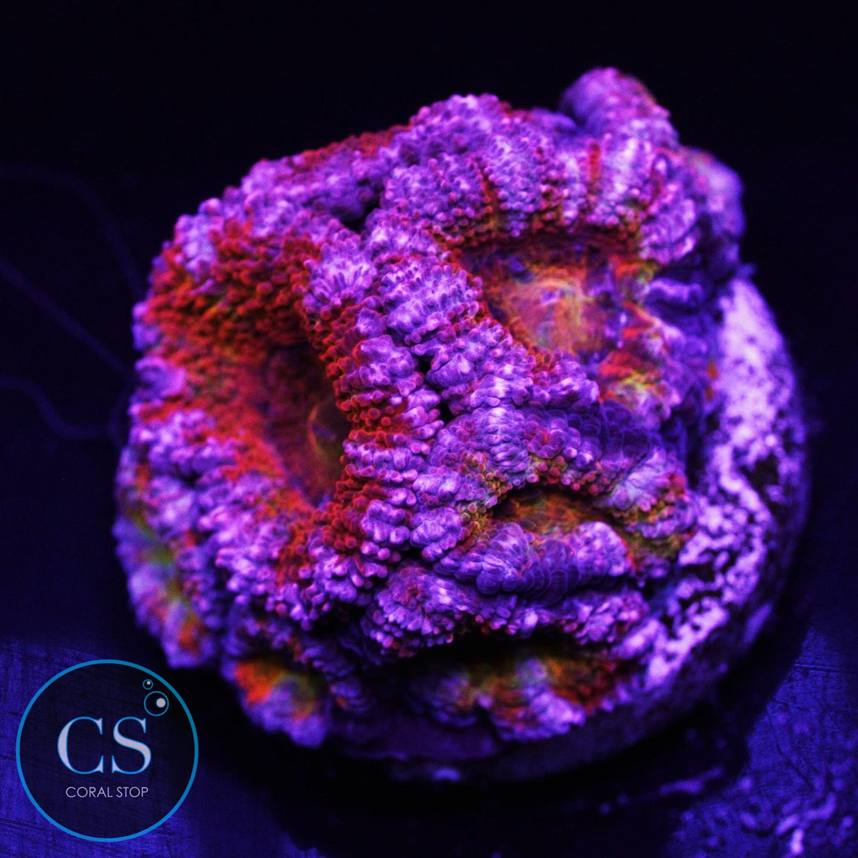 Ultra Rainbow Acan