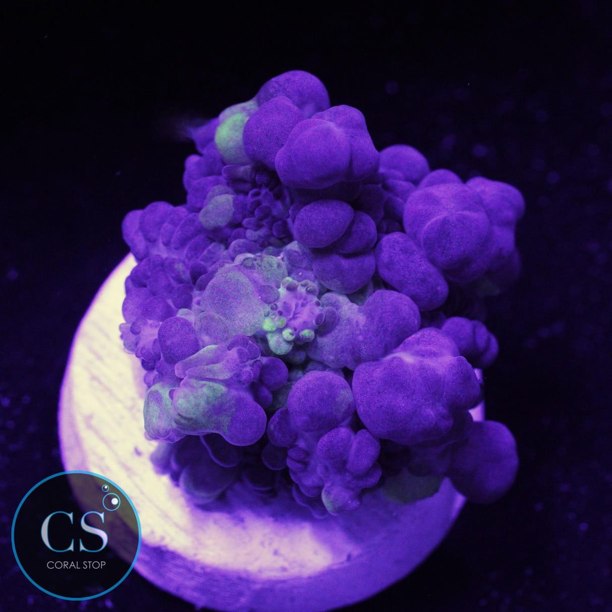 Grimace Bounce Mushroom